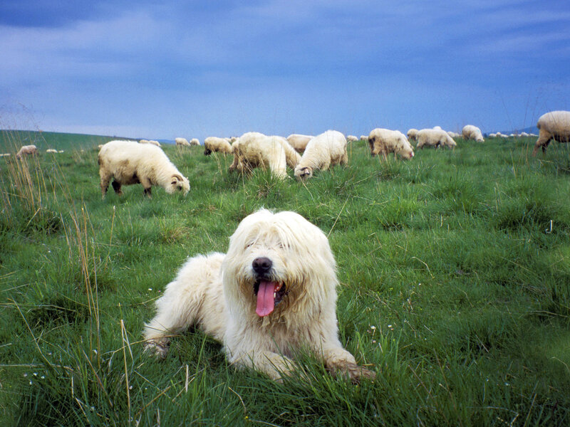 White Sheepdog in Field