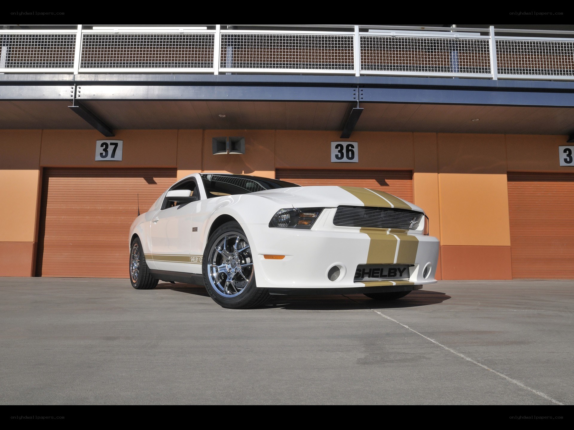 White Shelby Mustang car