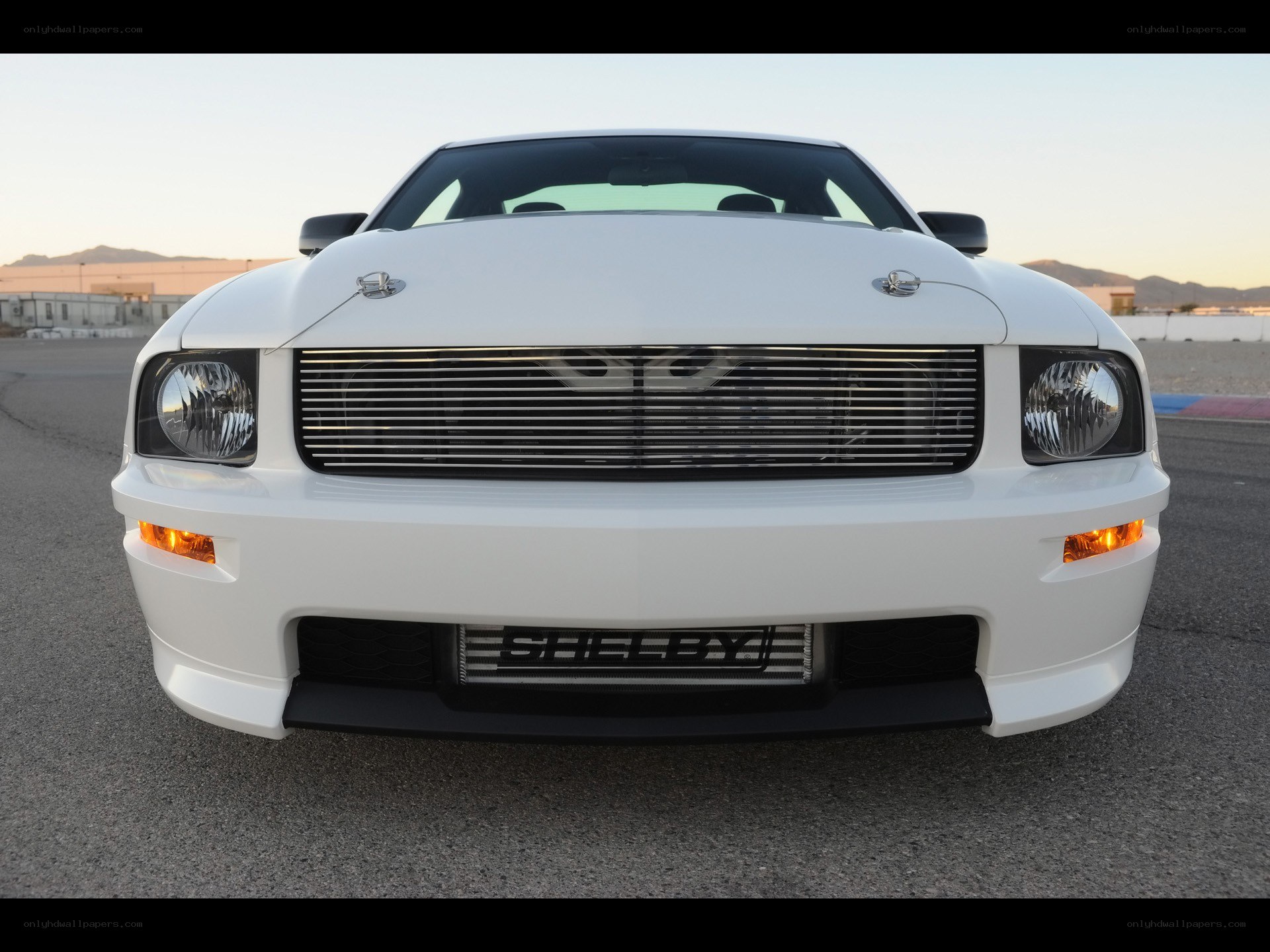 white shelby mustang front view