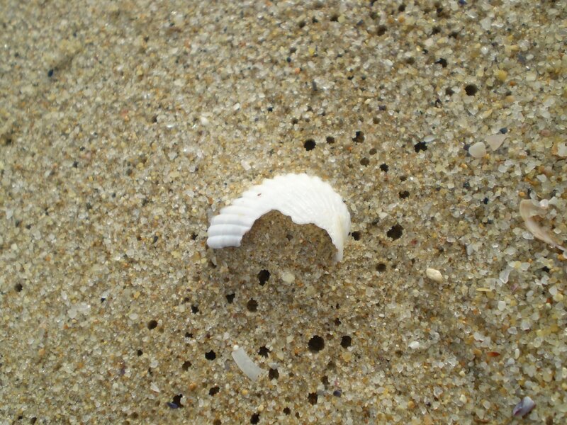 White shell on sandy beach