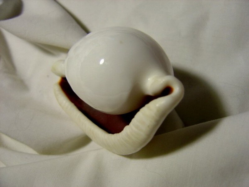 White Shell with Pearl