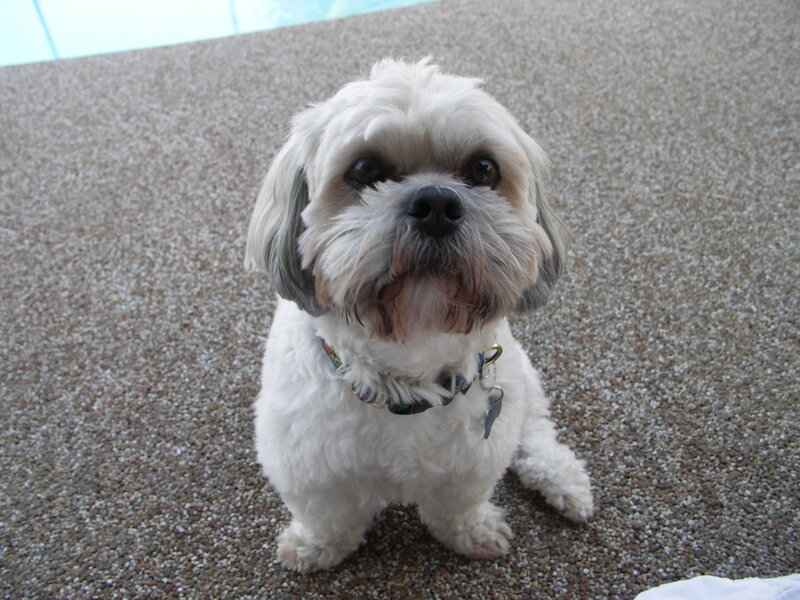 White Shih Tzu Dog — Calm