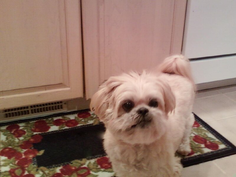 White Shih Tzu Dog