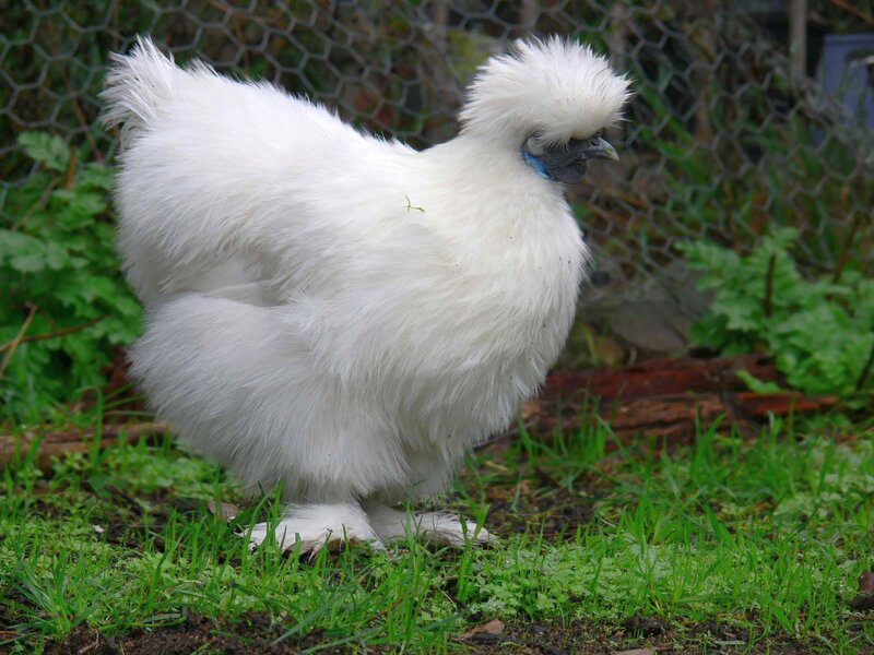 White Silkie Chicken — Calm