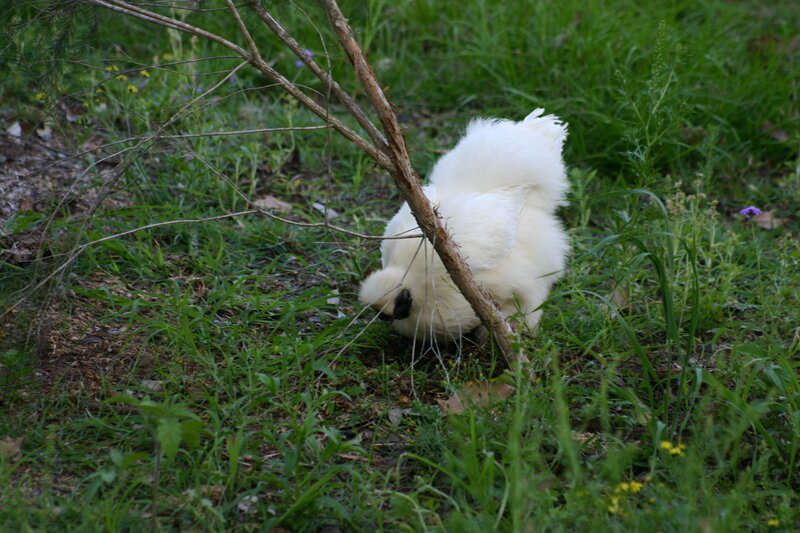 White Silkie Chicken — Green