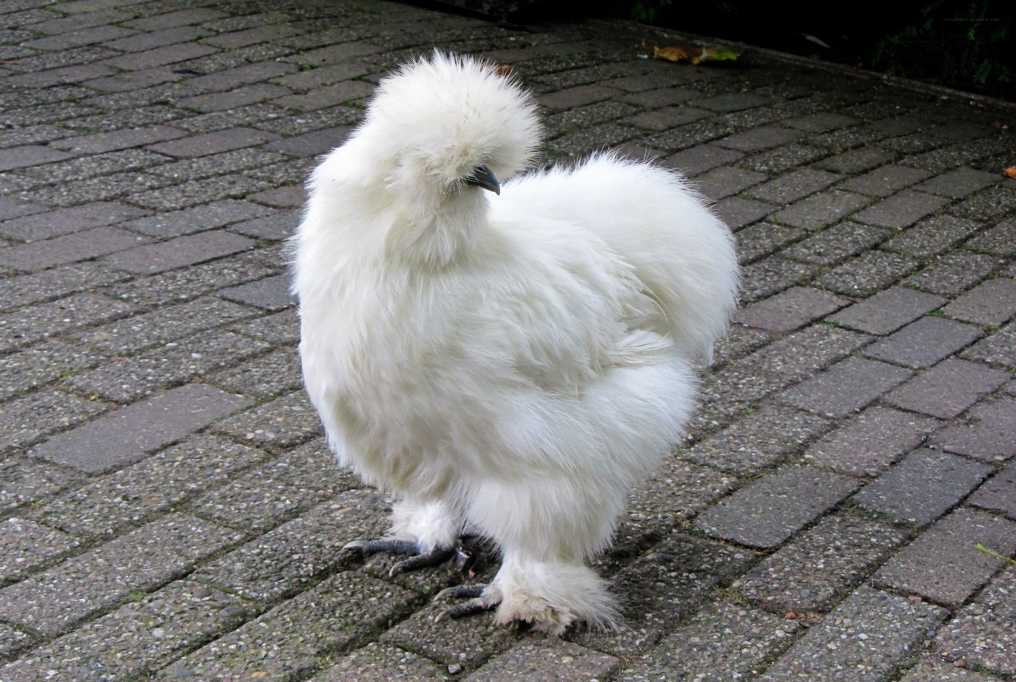 white silkie chicken on pavement