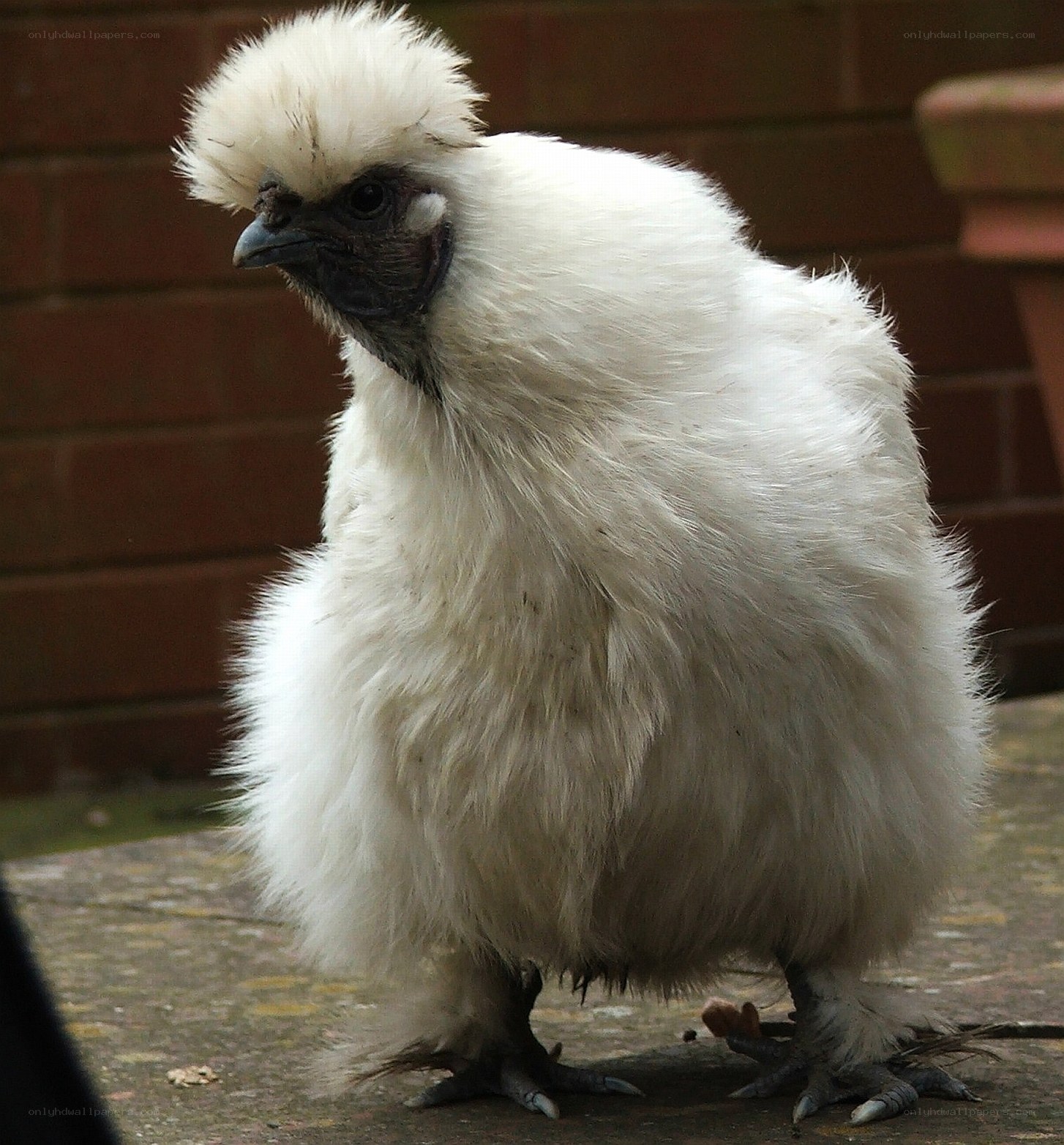 white silkie chicken
