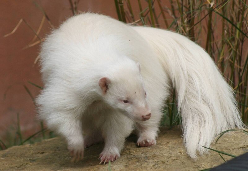 White Skunk on Rock