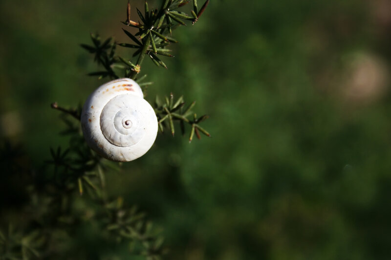 White snail on green plant