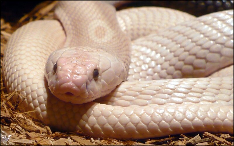 White Snake Coiled