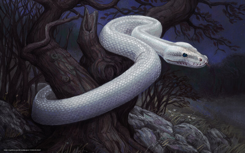 White snake in dark forest