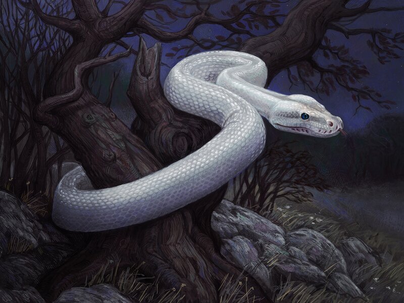 White Snake in Forest