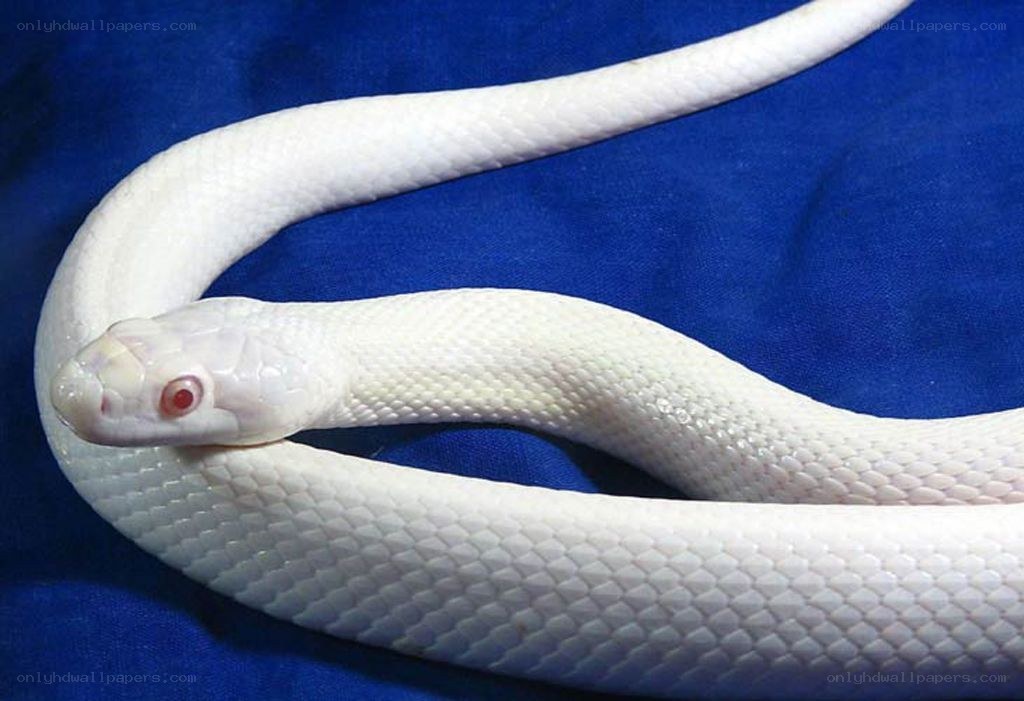 white snake on blue fabric