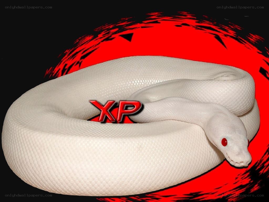 white snake with red eyes