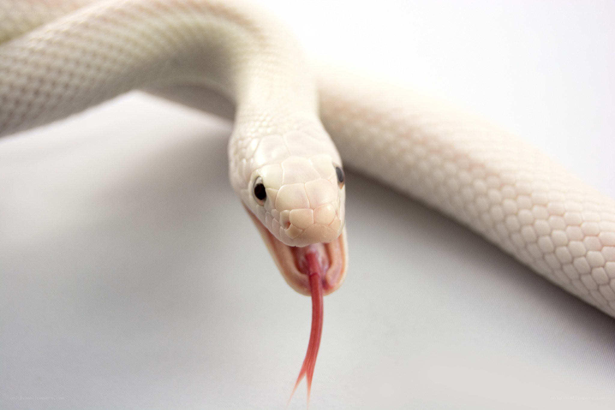 white snake with tongue out
