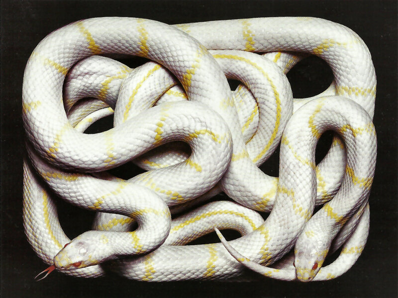 White Snakes Coiled Together