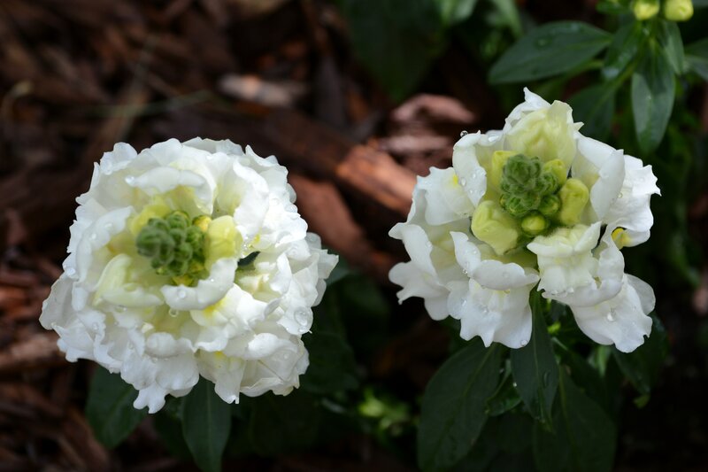 White Snapdragon Flowers — Calm