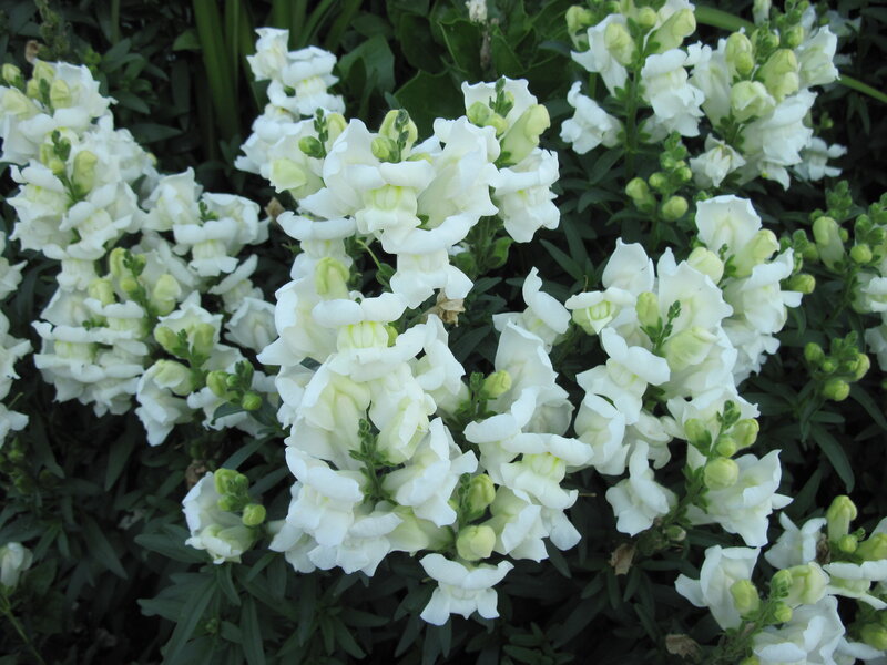 White Snapdragon Flowers