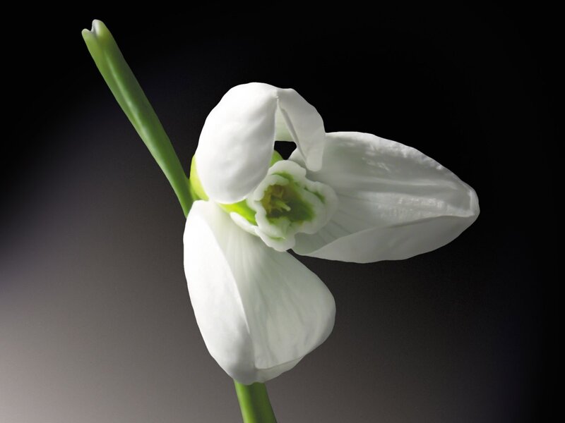White snowdrop flower