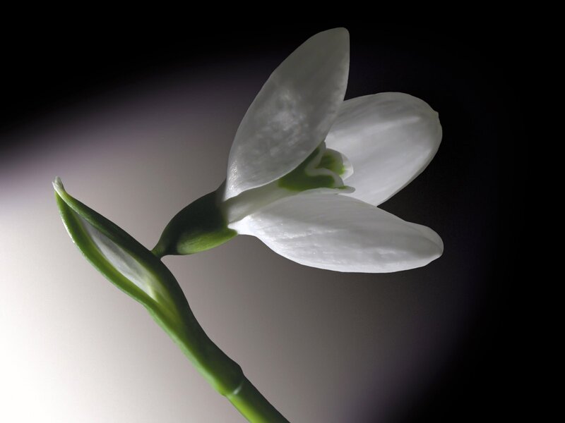 white snowdrop flower