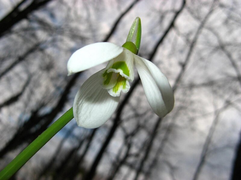 white snowdrop flower