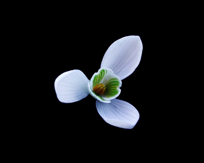 white snowdrop flower