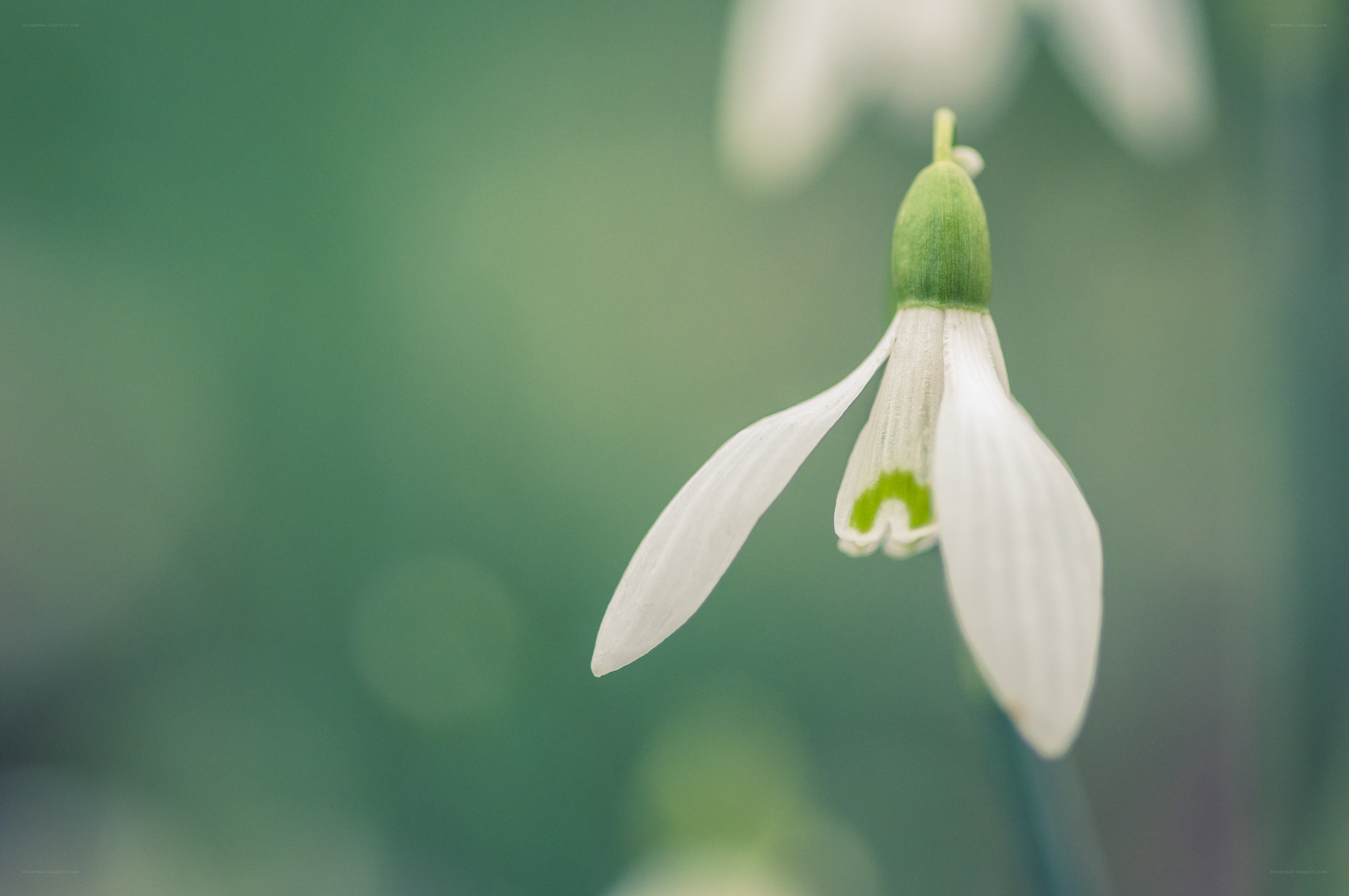 white snowdrop flower