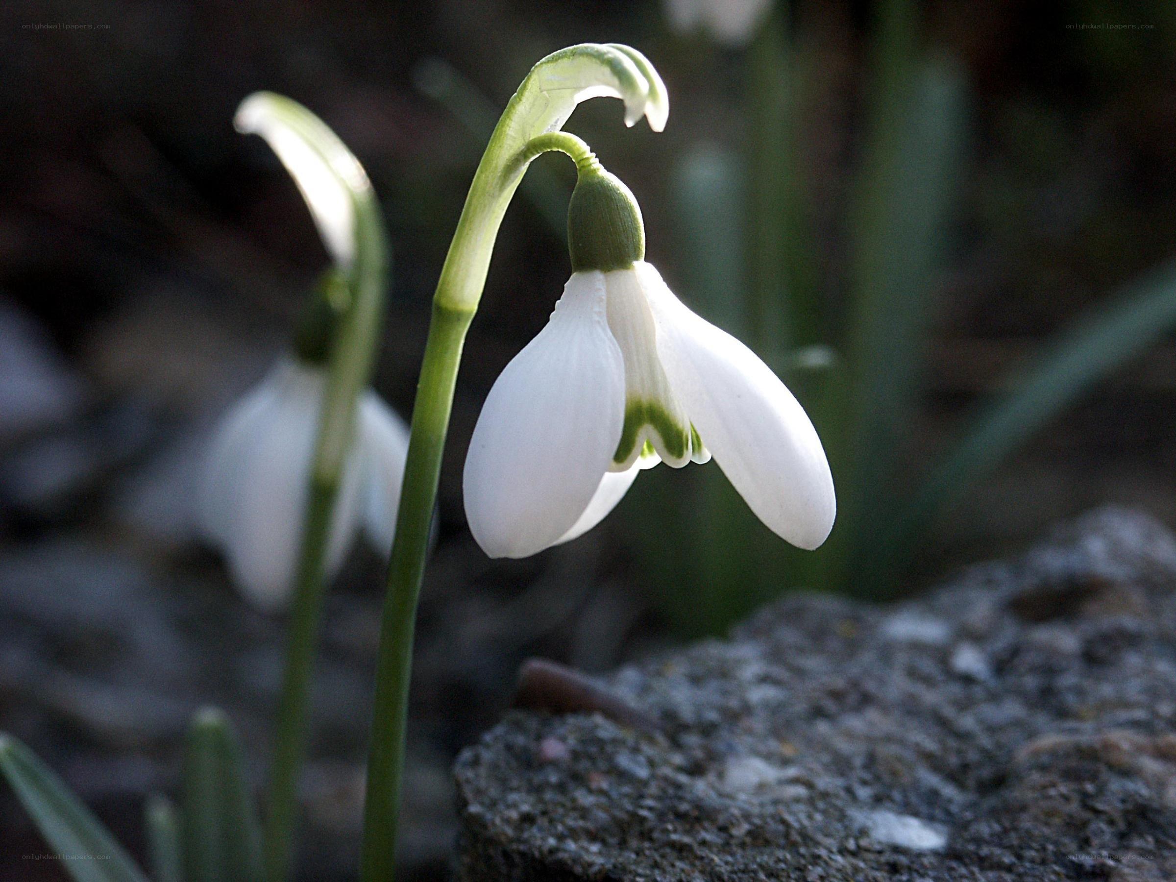 White snowdrop flower