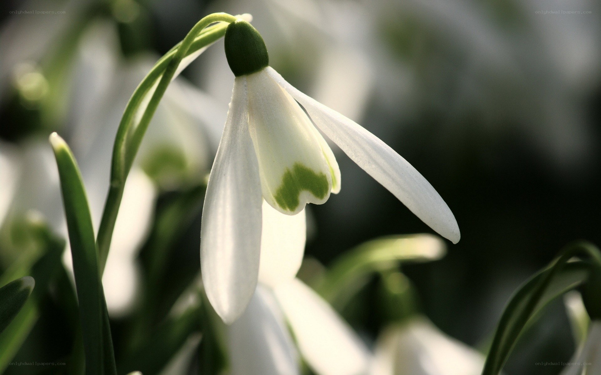 White snowdrop flower