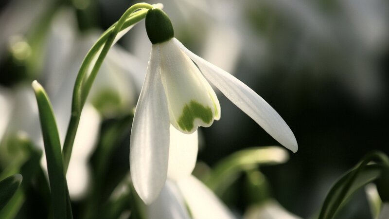 White snowdrop flower