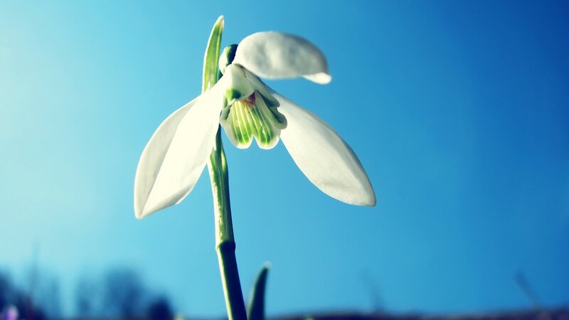 White Snowdrop Flower — Blue, Serene