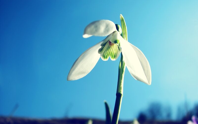 White Snowdrop Flower — Blue