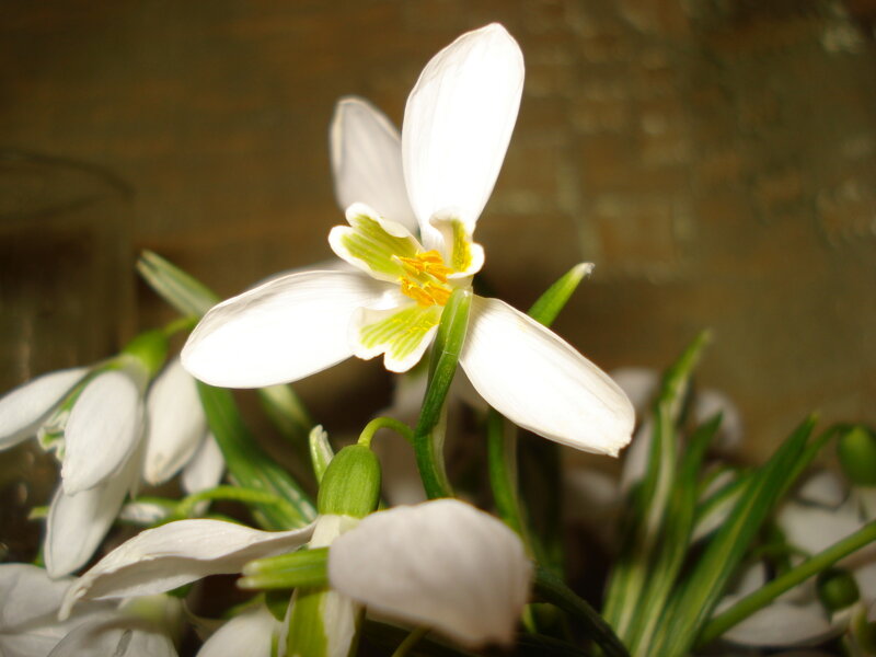 White Snowdrop Flower — Calm, Spring, Photograph