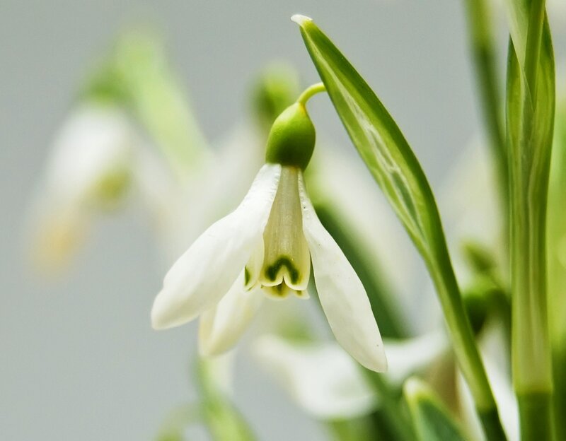 White Snowdrop Flower — Calm, Spring