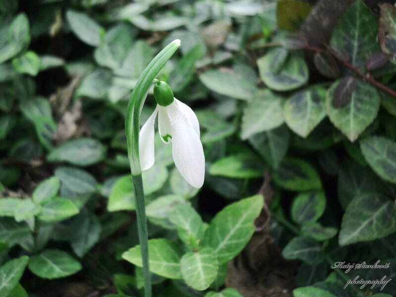 White Snowdrop Flower — Calm