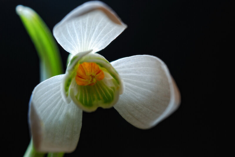 White Snowdrop Flower — Dramatic