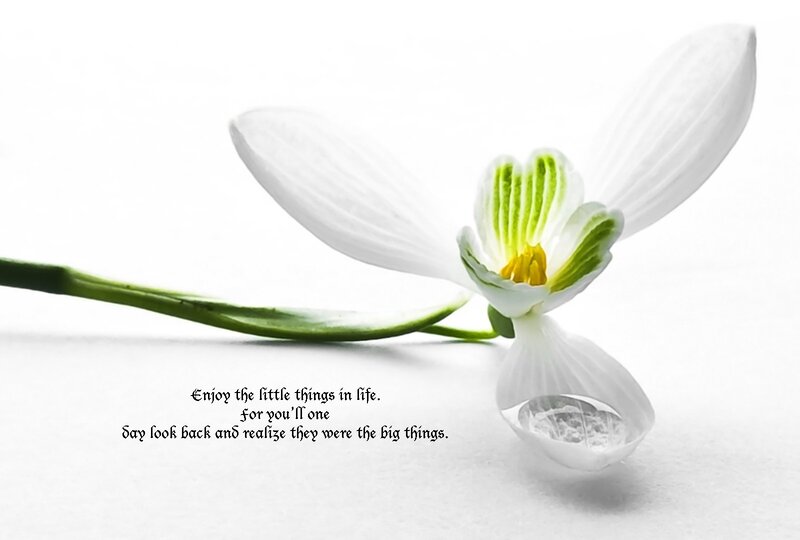 White Snowdrop Flower — Serene, Photograph, Green Stem