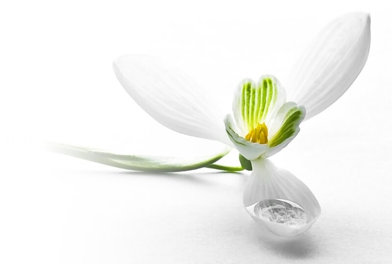 White Snowdrop Flower — Serene, Photograph