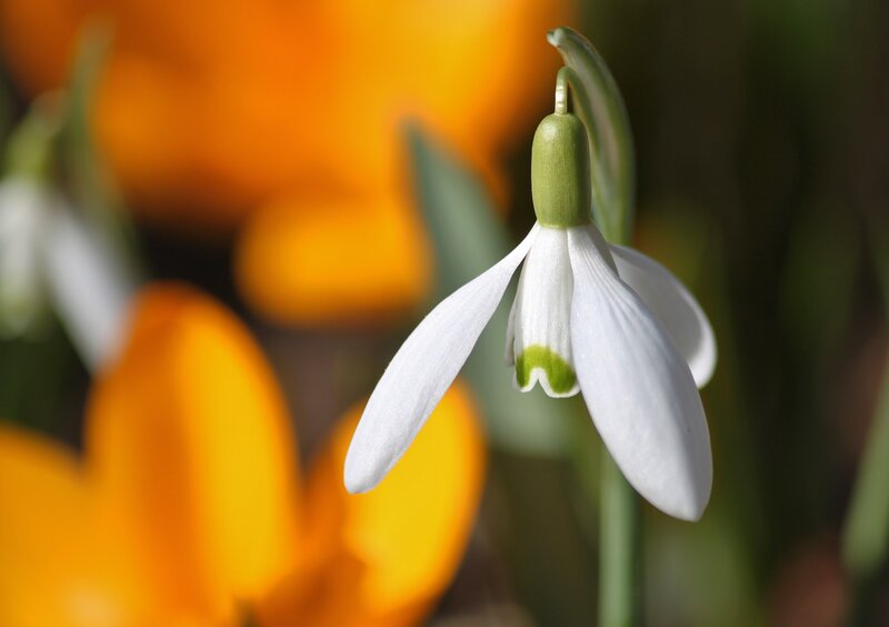White Snowdrop Flower — Serene, Spring, Photograph, Green Stem, Yellow Flowers