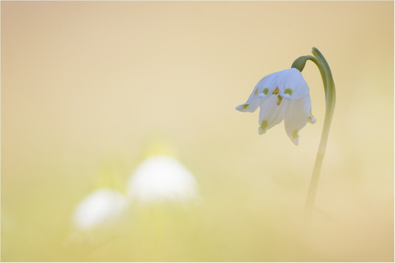 White Snowdrop Flower — Serene, Spring, Photograph