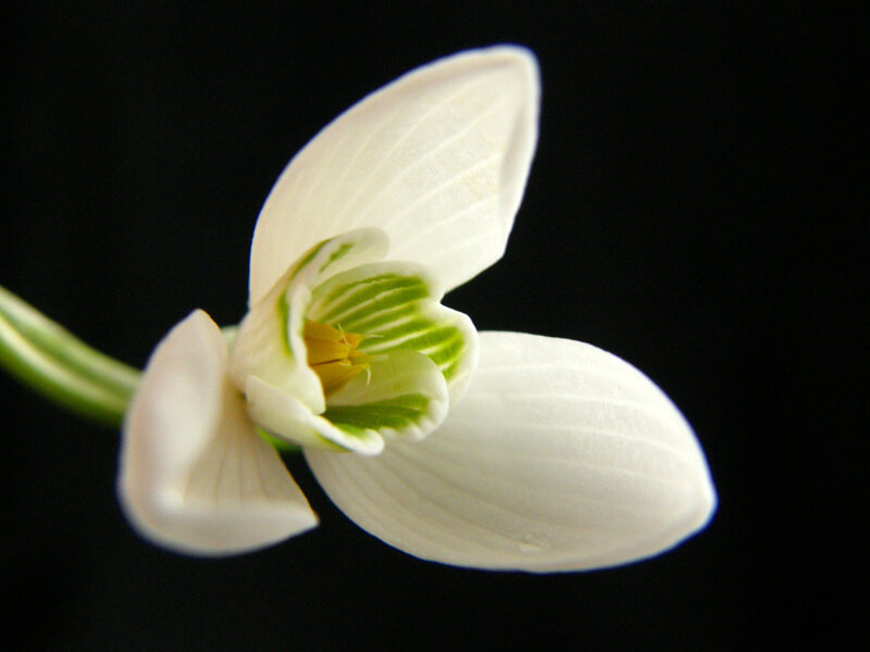 White Snowdrop Flower — Serene, Spring