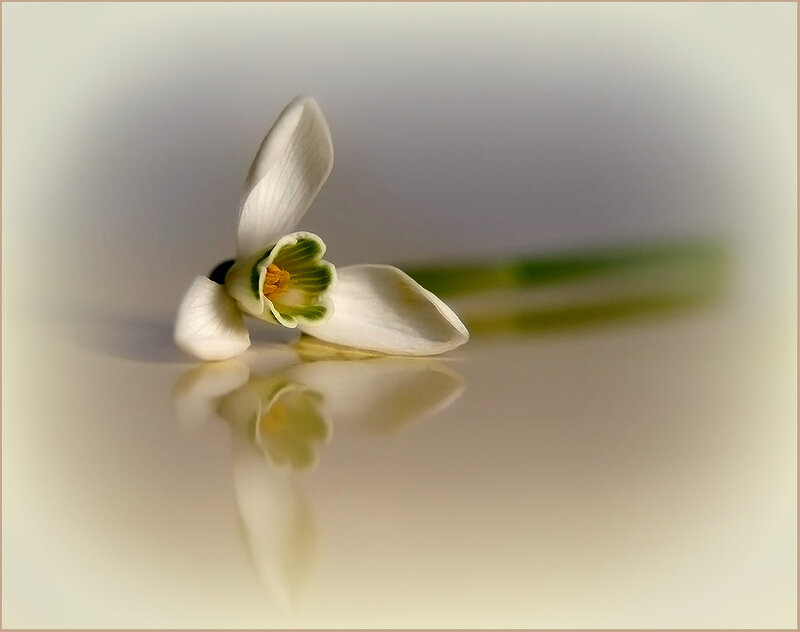 White Snowdrop Flower — Serene