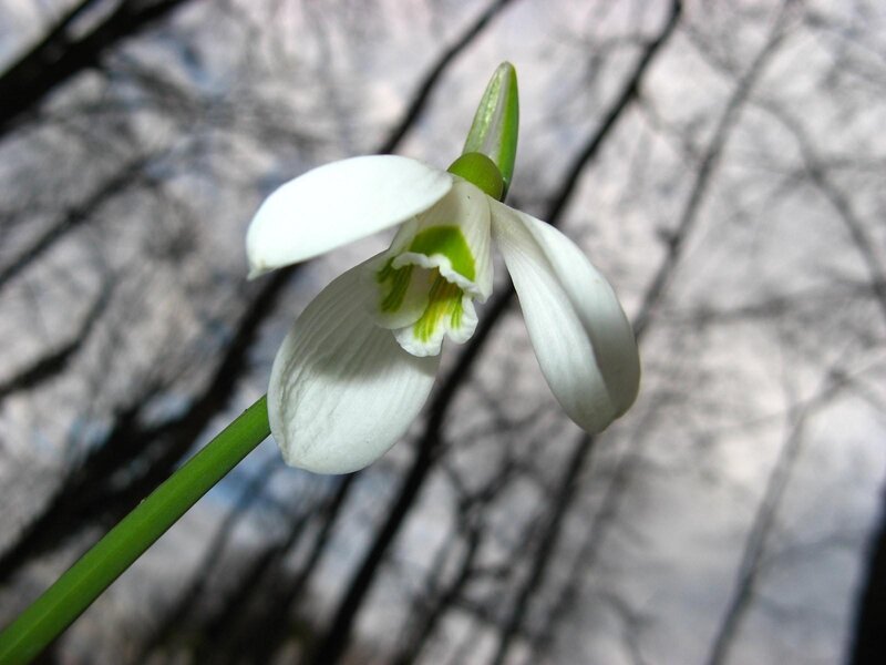 white snowdrop flower