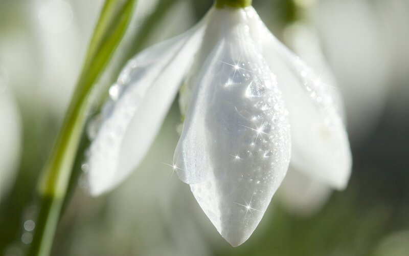 White snowdrop flower with dew