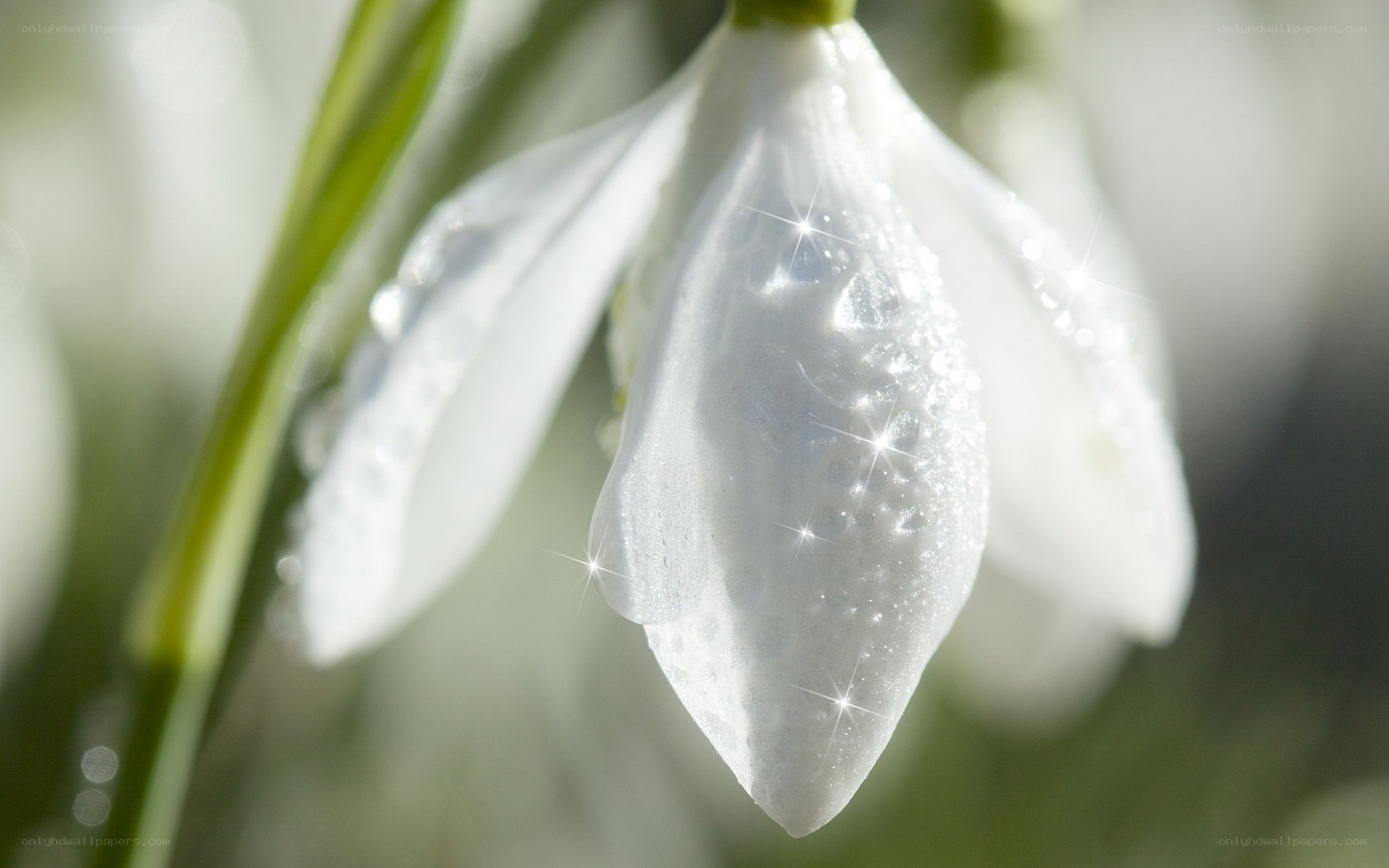White snowdrop flower with dew