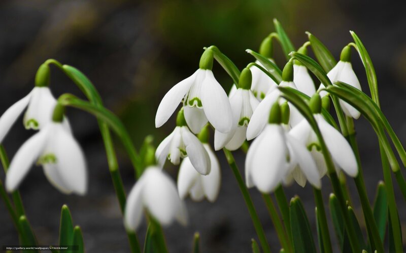 White snowdrop flowers