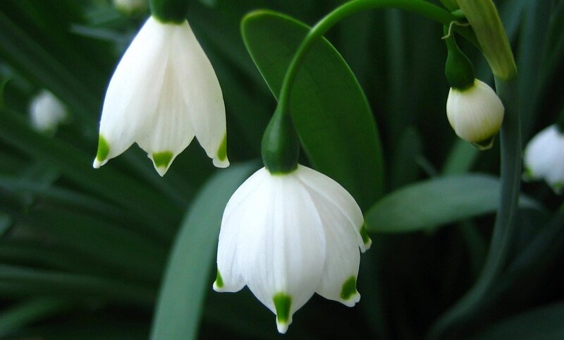 White snowdrop flowers