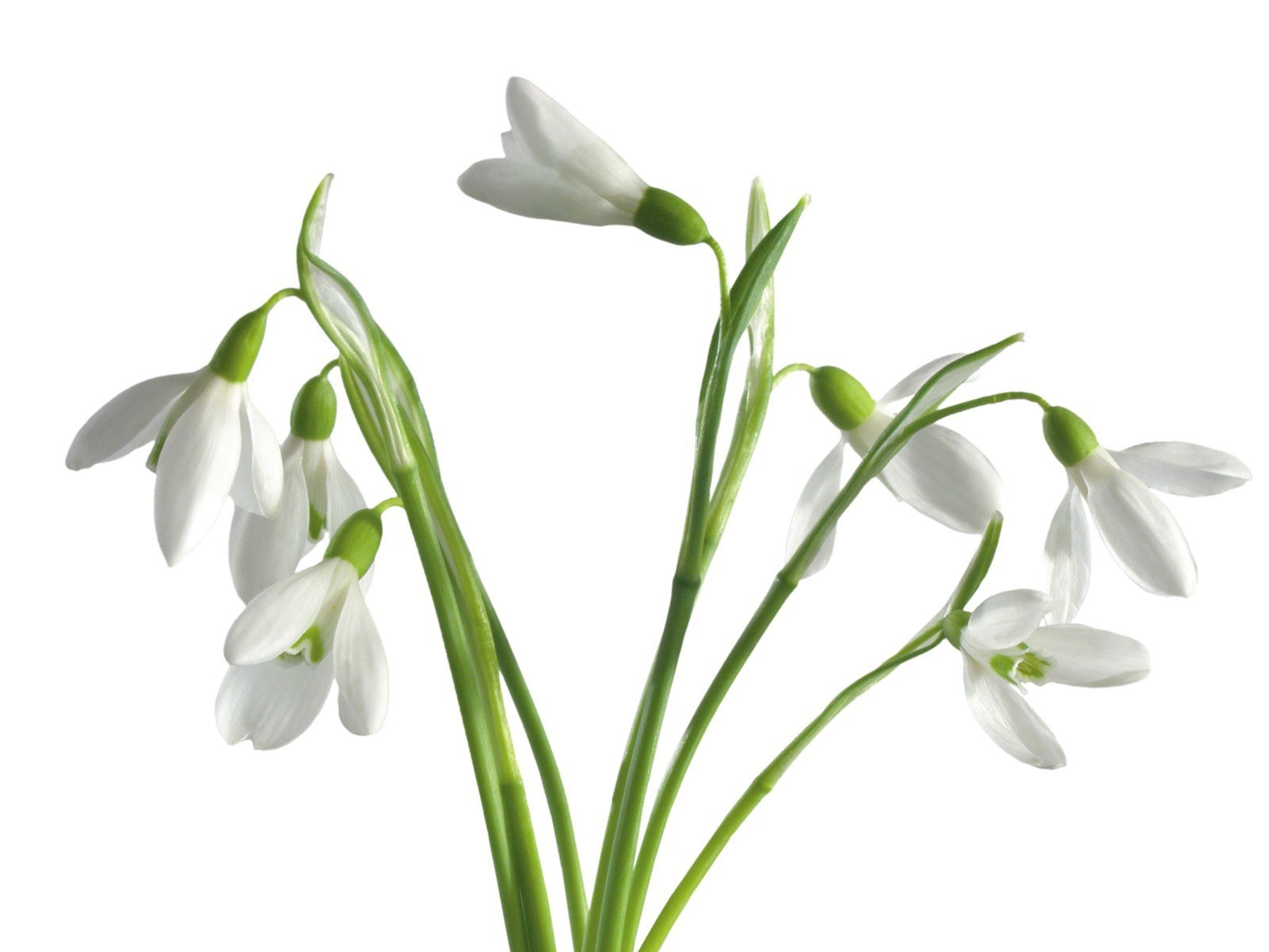 white snowdrop flowers