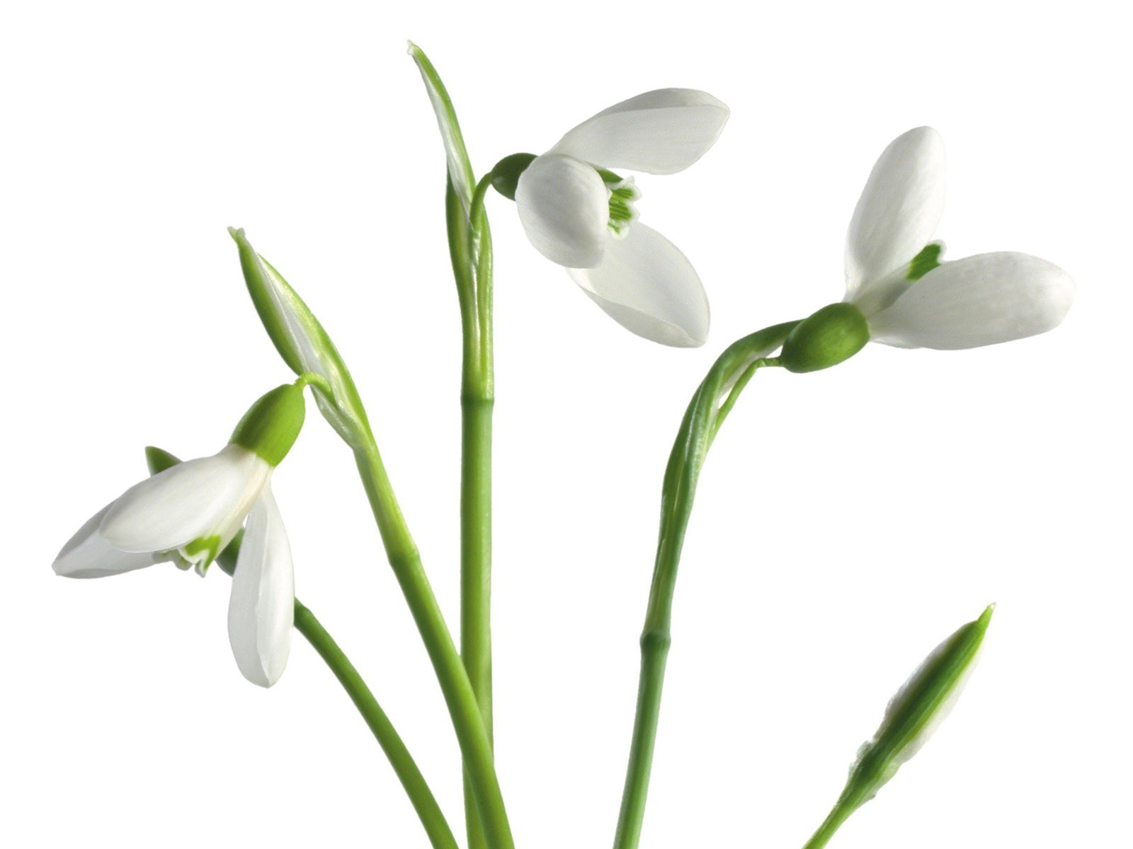 white snowdrop flowers