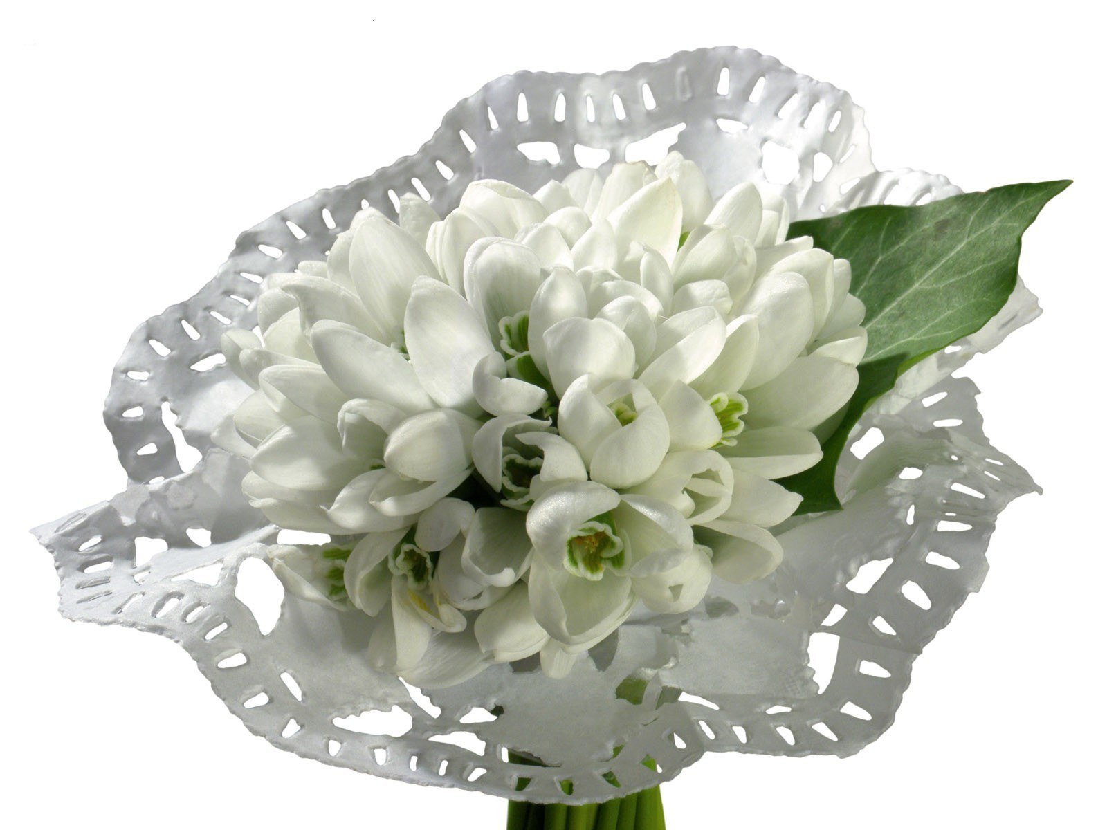 white snowdrop flowers